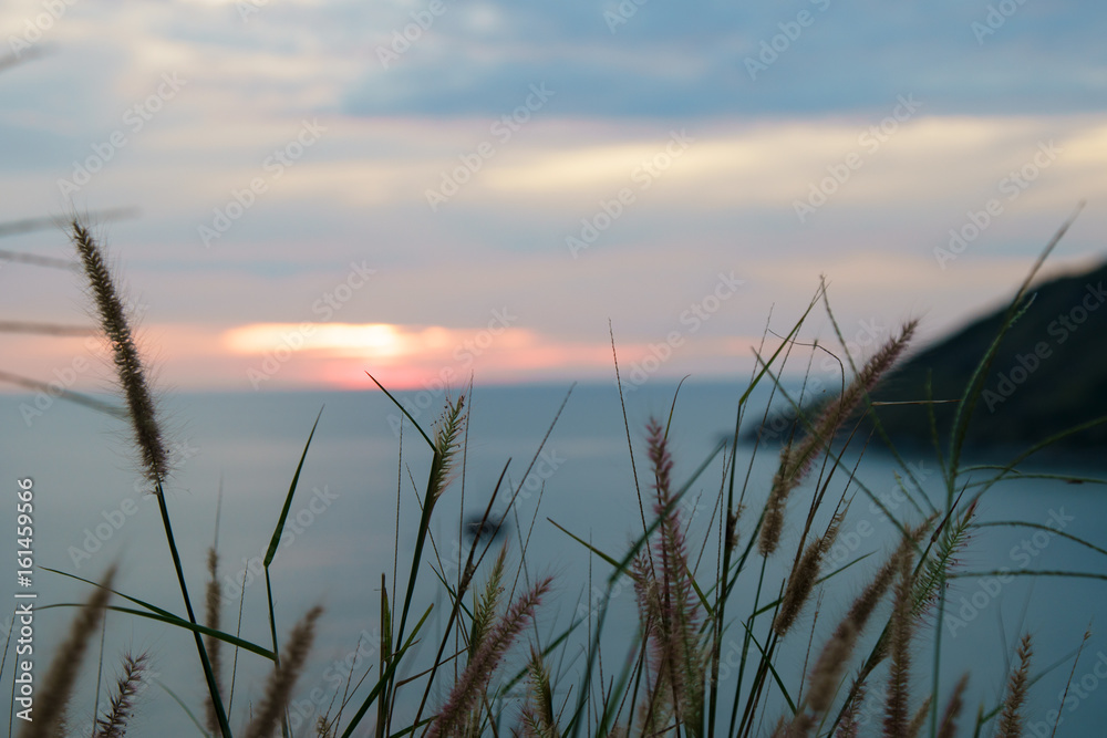 grass flower and sunset background grass flower and sunset background