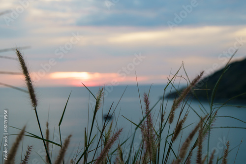 grass flower and sunset background