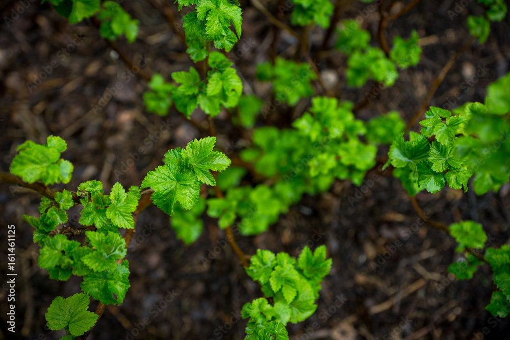 Currant bush in the garden. Selective focus. Currant bush in the garden. Selective focus.