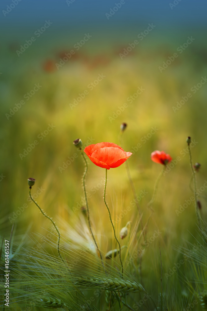 Fototapeta premium Zdjęcie pięknych czerwonych maków