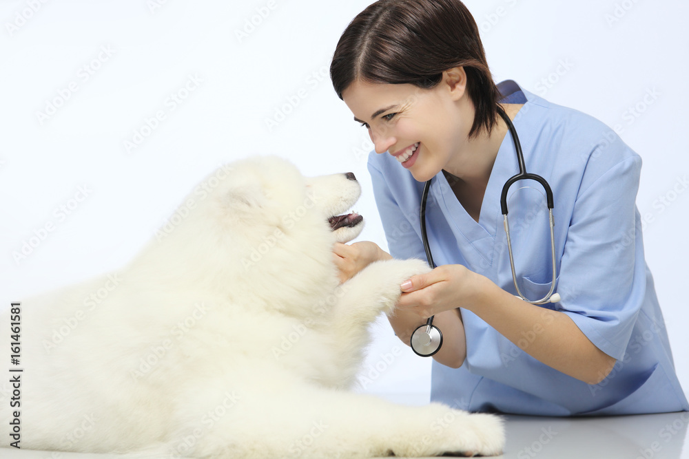 smiling Veterinarian examining dog paw on table in vet clinic smiling Veterinarian examining dog paw on table in vet clinic