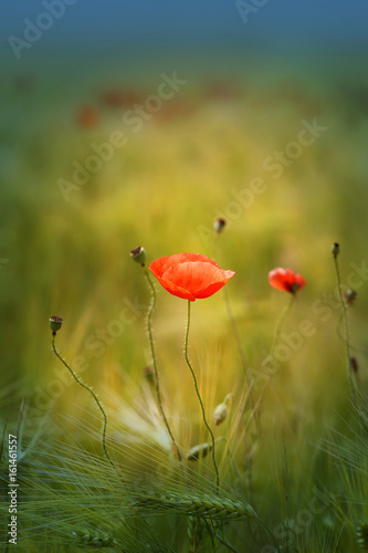 Photo of beautiful red poppies