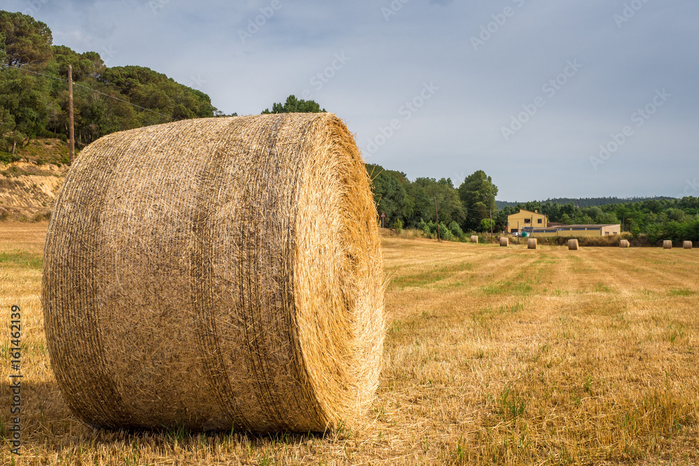 Straw bales on the field 9