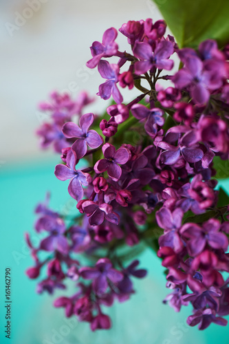 Lilacs on turquoise background, magic nice colors