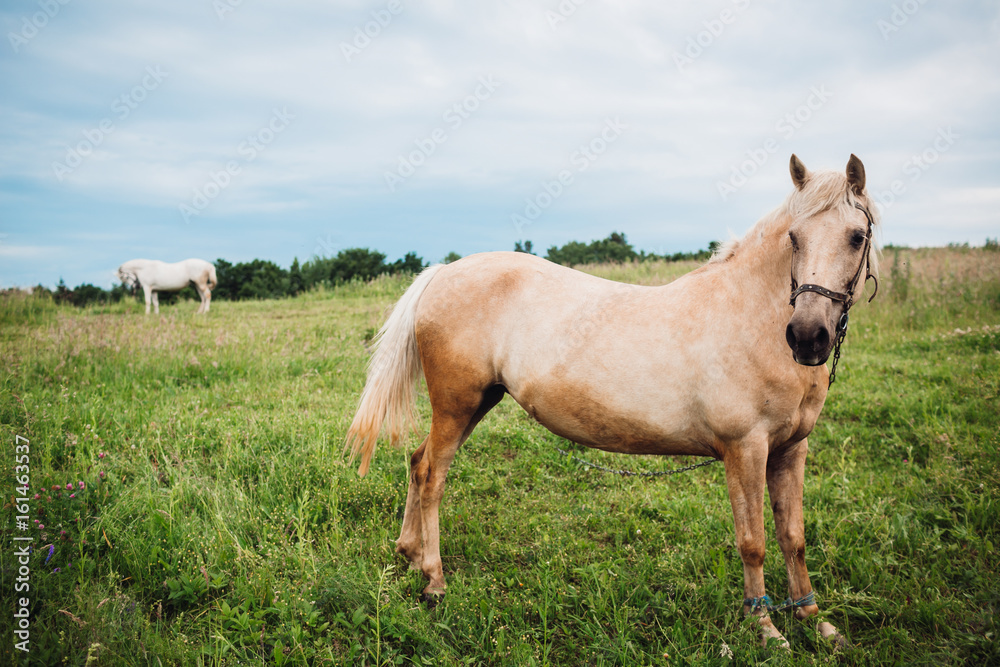 Light brown horse stands on the field