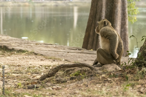 Macaque monkey Angkor Asia
