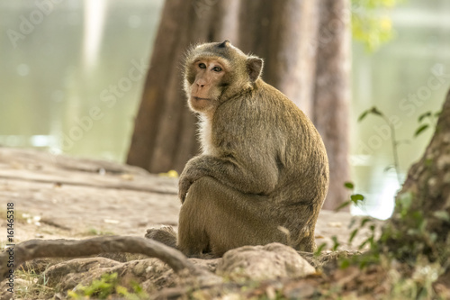 Photography Macaque monkey Angkor Asia