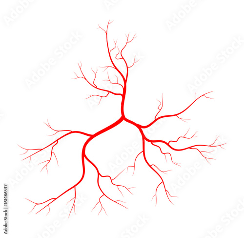 Human vein, vessel vector symbol icon design.