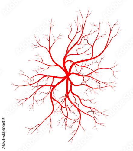 Human vein, vessel vector symbol icon design.