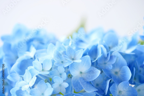Beautiful blue hydrangea flowers background