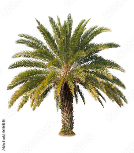 Green beautiful palm tree isolated on white background