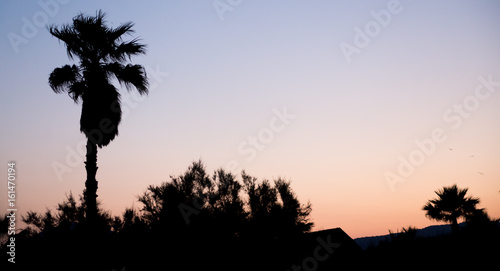 Silhouette of palm trees at sunrise