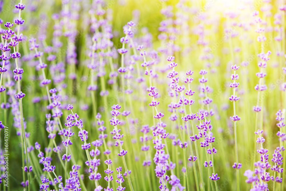 Lavender bushes closeup on evening light. Blooming bush of lavender closeup. Provence region of france.