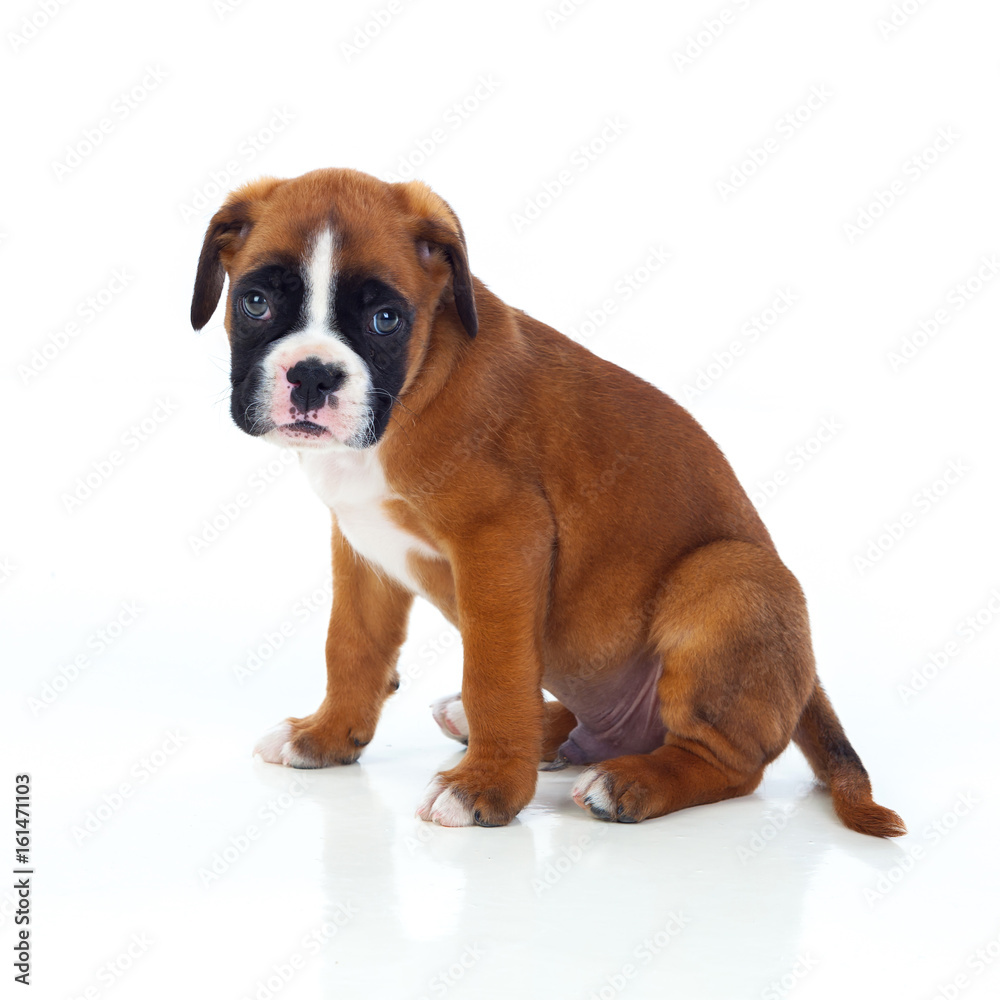 Obraz premium Adorable boxer puppy sitting