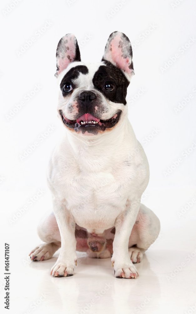 Portrait in Studio of a cute bulldog