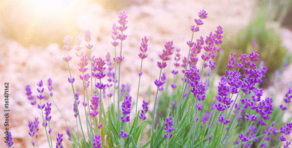 Obraz premium Ground between rows of lavender flowers. Lavender field in Provence, France.