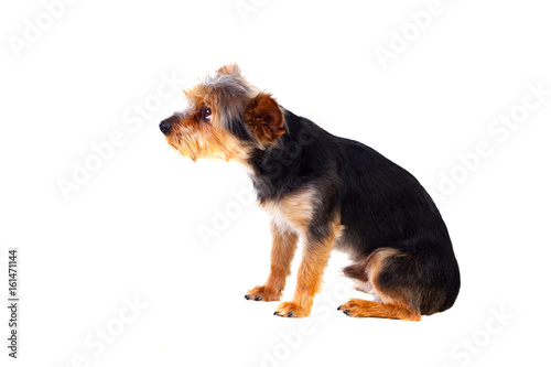 Cute small dog with cut hair