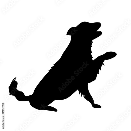 Dog do a trick