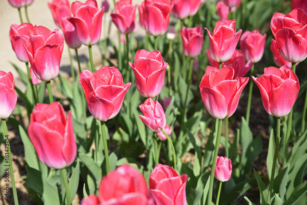 Fototapeta premium Tulipes roses au printemps au jardin