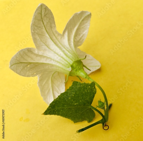 Cephalandra Indica flower and its leaf photo