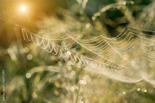 Spider web on flower grass and drop dew with sunlight.