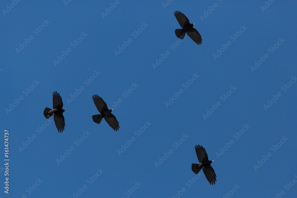 Ταπετσαρία four alpine choughs (pyrrhocorax graculus) flying in blue sky