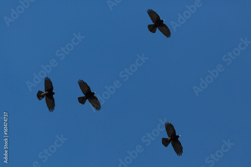 Fotografija four alpine choughs (pyrrhocorax graculus) flying in blue sky