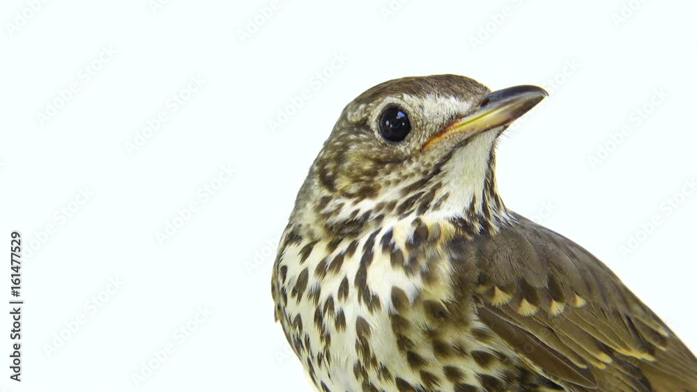 Song Thrush (Turdus philomelos) isolated on a white background Song Thrush (Turdus philomelos) isolated on a white background