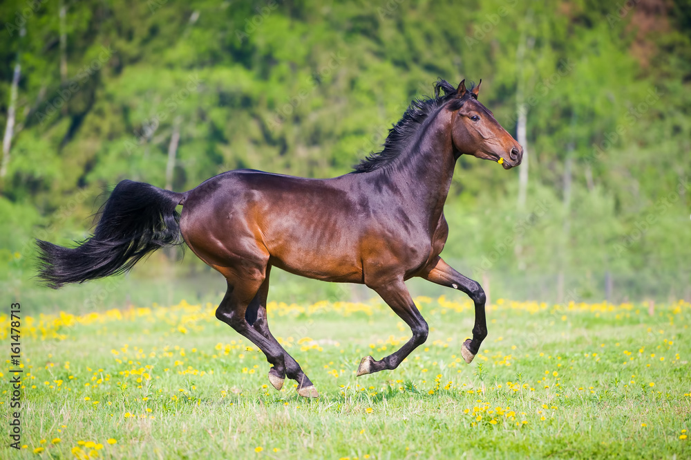 Bay horse with flower runs gallop in summer time Bay horse with flower runs gallop in summer time