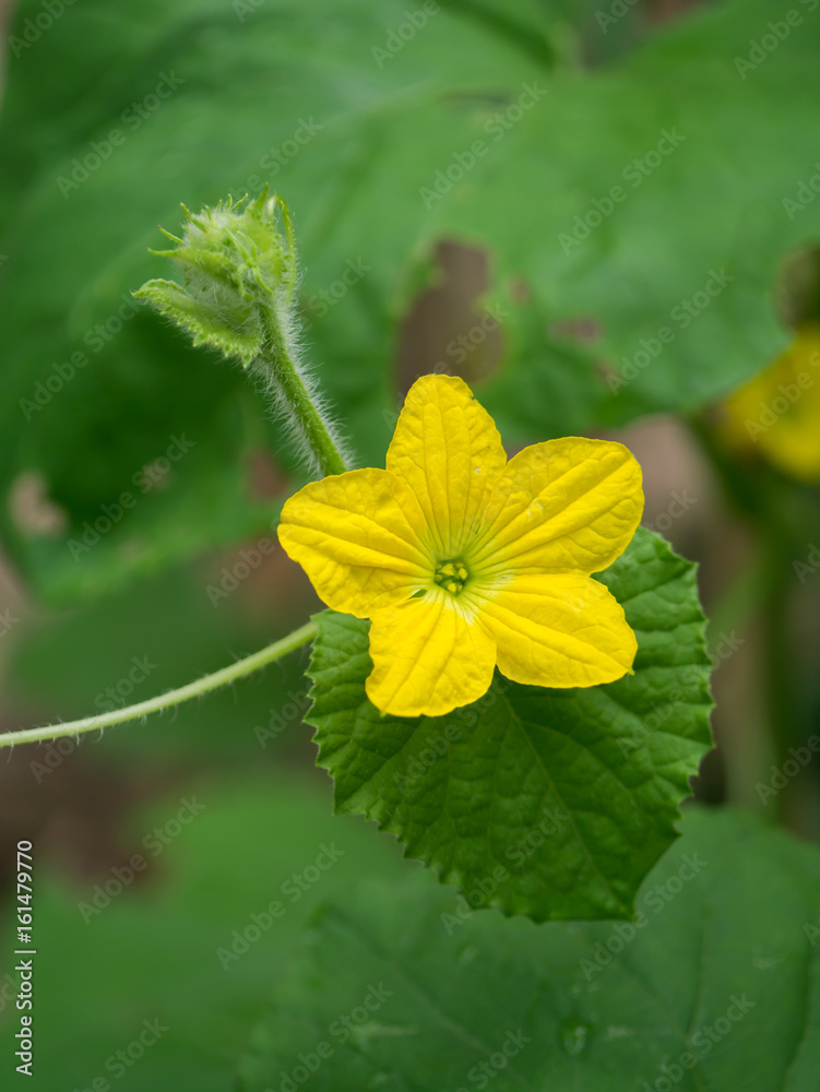 Flower of Organic agriculture, Melon fruit is growing in the farm. Flower of Organic agriculture, Melon fruit is growing in the farm.
