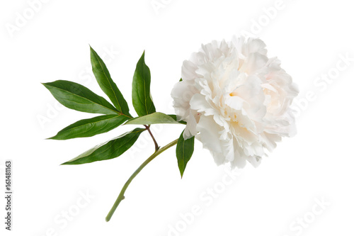 Delicate peony isolated on white background