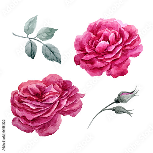 Watercolor roses vector set