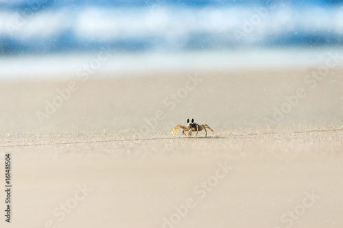 Ghost crab running on the beach