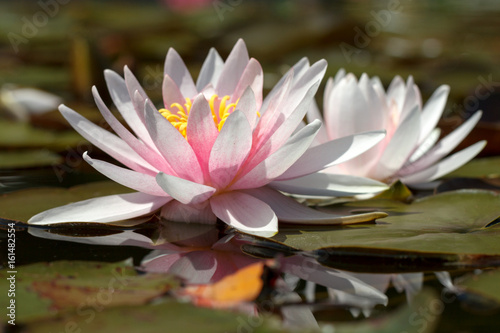 White waterlily flower on lake.