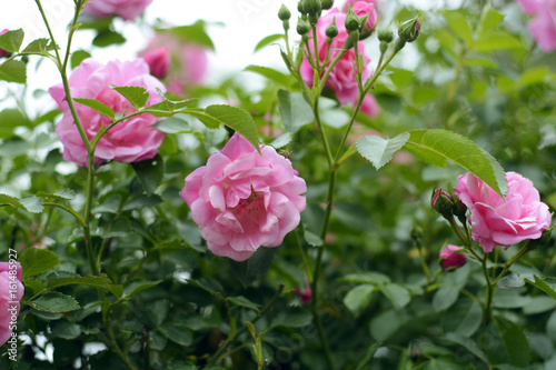 Fototapeta Naklejka Na Ścianę i Meble -   Growing bush roses. 