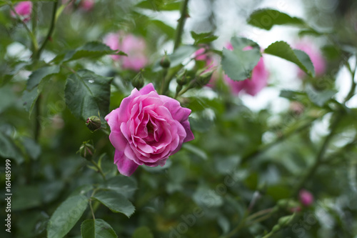  Ornament of the garden with a bush rose.