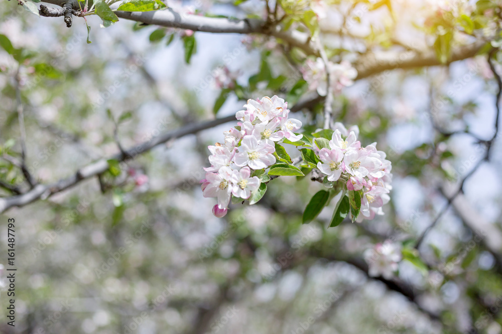 Apple flowers blossom in spring time with green leaves nature background, natural floral seasonal background Apple flowers blossom in spring time with green leaves nature background, natural floral seasonal background