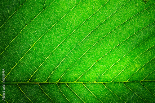 The texture of a green leaf is macro with a beautiful symmetrical pattern of veins.