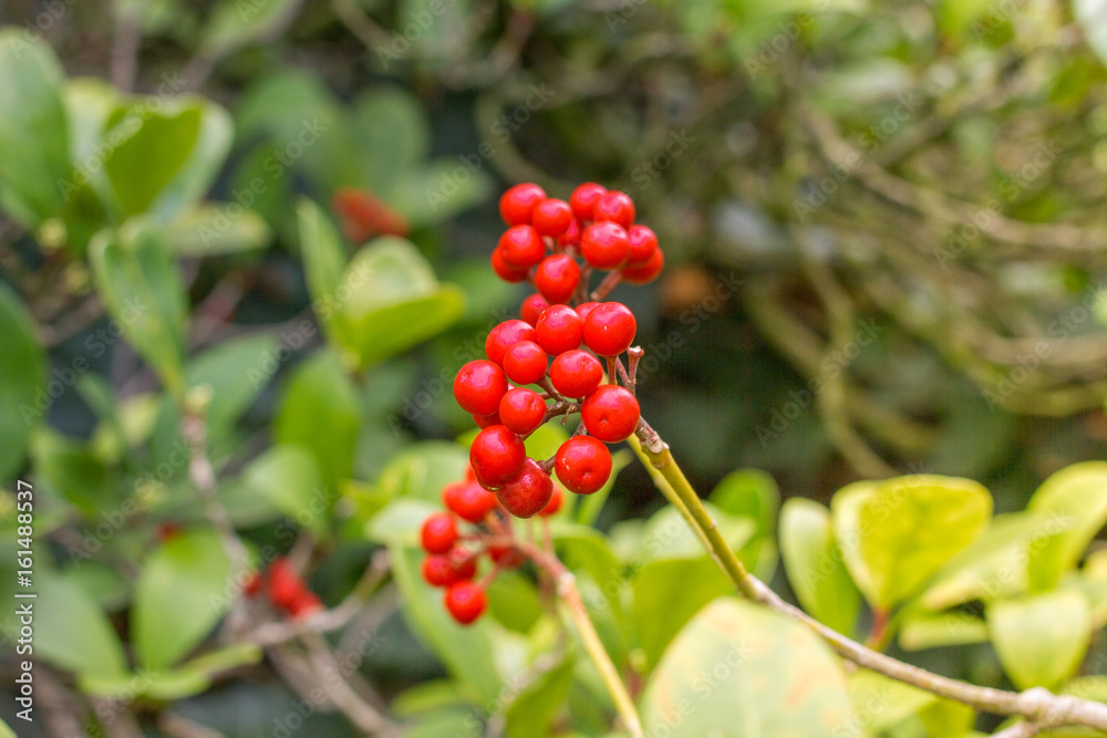 Skimmia japonica shrub with leaves and red berries. Japanese sorbus Skimmia japonica shrub with leaves and red berries. Japanese sorbus