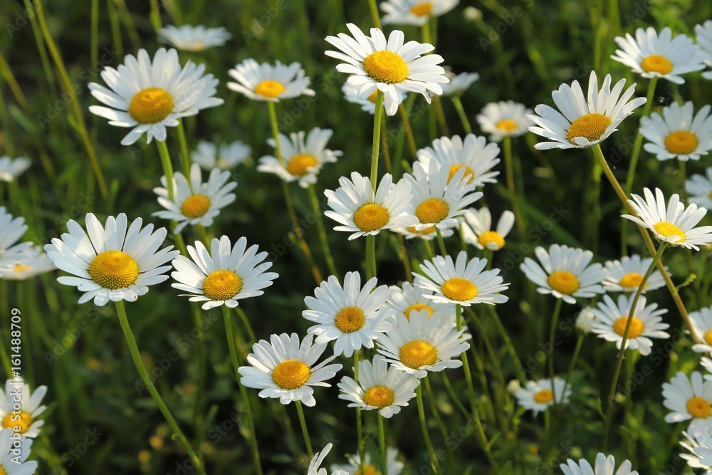 Daisys. Daisys.