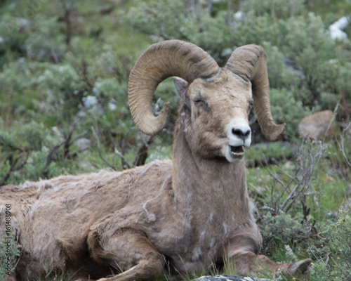 Bighorn Sheep Makes a Funny Face in Yellowstone National Park