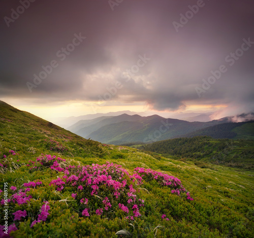 Flowes in the mountains during sunrise. Beautiful natural landscape in the summer time © biletskiyevgeniy.com