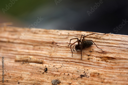 Spinne auf einem Holzstamm © Andrea Geiss