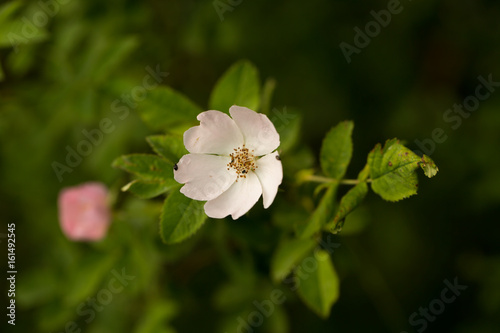 Heckenrose photo