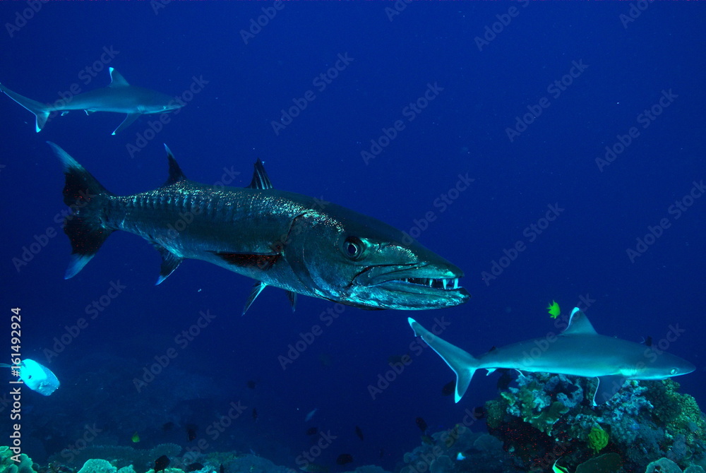 Fototapeta premium barracoota dshark