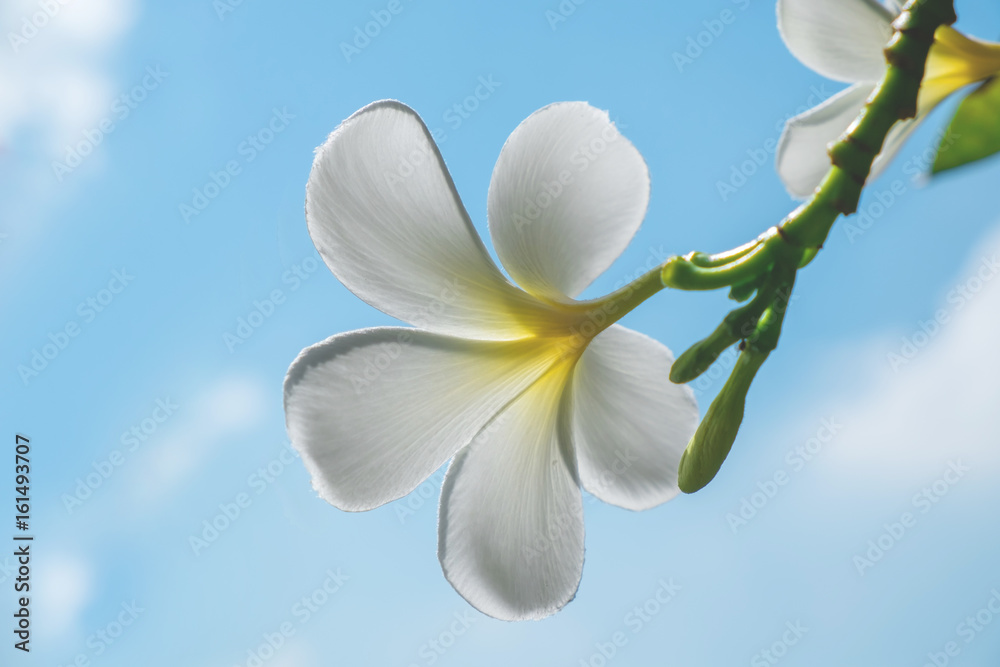Back side of White Plumeria under the blue sky in the summer Back side of White Plumeria under the blue sky in the summer