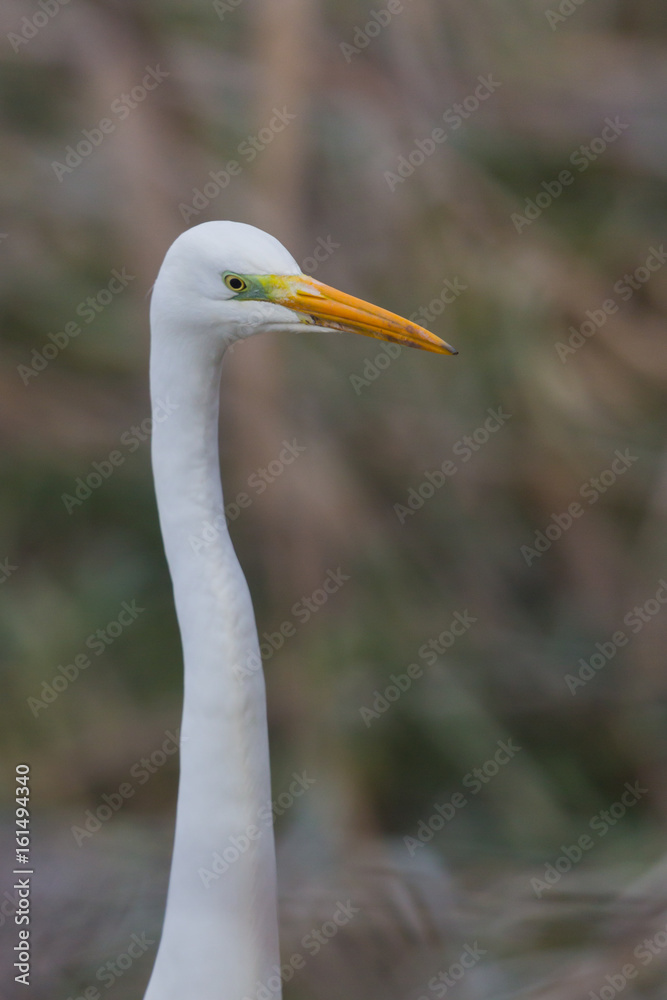 portrait great white egret (egretta alba) portrait great white egret (egretta alba)