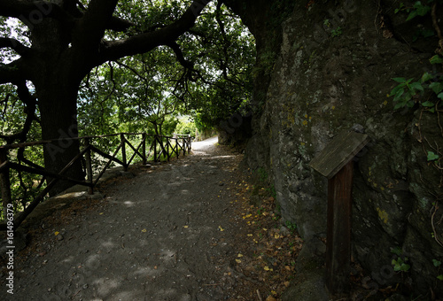 Shadowy Forest road in Parco Fluviale dell'Alcantara. Francavilla di Sicilia, Italy. © noobiel