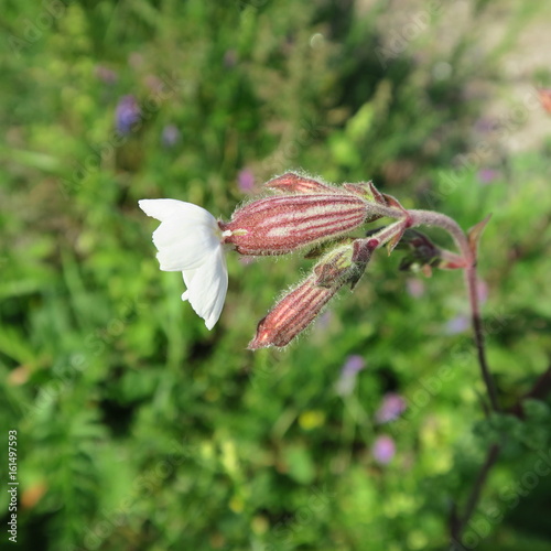 Silene latifolia, "white soap", widely spread throughout Europe, attracts butterflies through its fragrance, contains sapanonia, was used for washing and medicine © marina kuchenbecker
