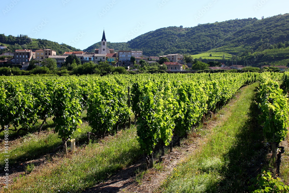 Vignoble de Côtes du Rhône Tain l'Hermitage Vallée du Rhône Rhône Alpes Auvergne France